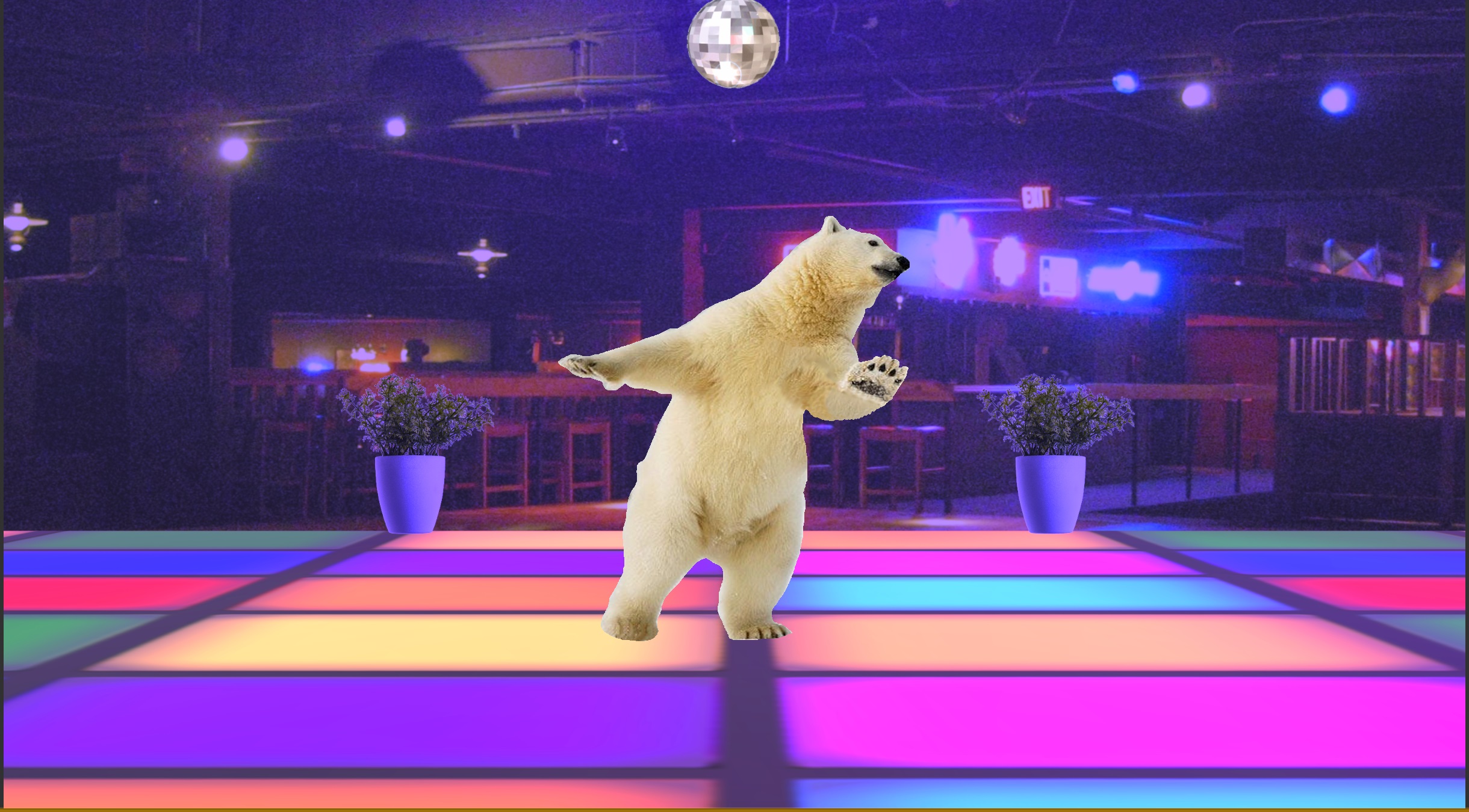 Disco Bear